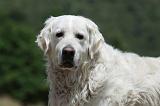 GOLDEN RETRIEVER 1176